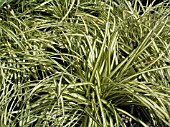 CAREX MORROWII AUREO VARIEGATA