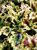 COLEUS FLORIDA SUN SPLASH