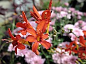 CROCOSMIA LUCIFER