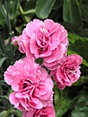 DIANTHUS CARYOPHYLLUS ROSIE CHEEKS