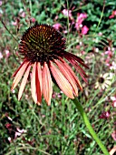 ECHINACEA ORANGE MEADOWBRITE