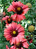 GAILLARDIA BURGUNDY