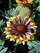 GAILLARDIA FANFARE