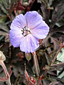 GERANIUM PRATENSE MIDNIGHT REITER,  MEADOW CRANESBILL