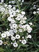 GYPSOPHILA FESTIVAL STAR