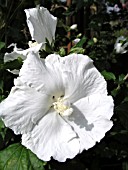 HIBISCUS SYRIACUS DIANA