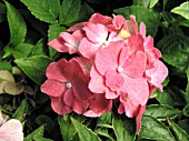 HYDRANGEA MACROPHYLLA PIA