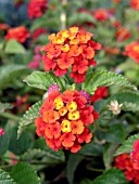 LANTANA CAMARA