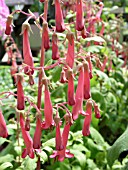 PHYGELIUS SUNSHINE