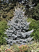 PICEA PUNGENS FAT ALBERT