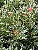 PIERIS JAPONICA FLAMING SILVER