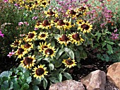 RUDBECKIA SONORA