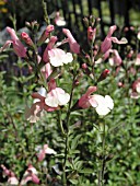 SALVIA JAMENSIS SIERRA SAN ANTONIO