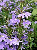 SCAEVOLA PURPLE FAN