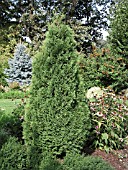 THUJA OCCIDENTALIS HOLMSTRUP