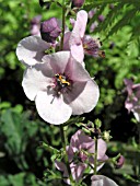 VERBASCUM LAVENDER LASS