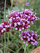 VERBENA BONARIENSIS