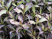 WEIGELA FLORIDA DARK HORSE