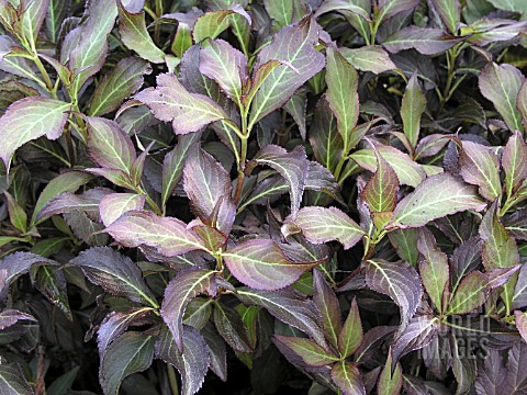 WEIGELA_FLORIDA_DARK_HORSE