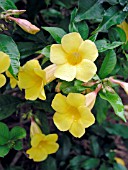 ALLAMANDA NERIIFOLIA