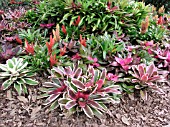 BROMELIAD MIX PLANTING