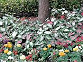 CALADIUM MIX