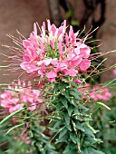 CLEOME HASSLERIANA