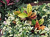 CODIAEUM VARIEGATUM AND BRASSICA OLERACEA VARIEGATA