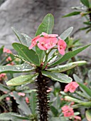 EUPHORBIA MILLII