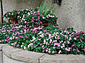 IMPATIENS WALLERIANA MIX