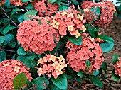 IXORA COCCINEA MAUI RED