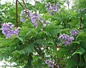 JACARANDA MIMOSIFOLIA