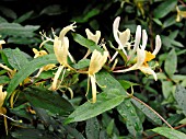 LONICERA JAPONICA HALLIANA