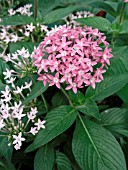 PENTAS LANCEOLATA PINK