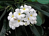 PLUMERIA WHITE