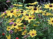 RUDBECKIA INDIAN SUMMER