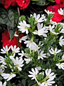 SCAEVOLA AEMULA WHITE