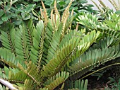 ZAMIA FURFURACEA