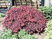 ACER PALMATUM DISSECTUM CRIMSON QUEEN