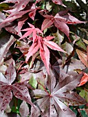 ACER PALMATUM BLOODGOOD  FOLIAGE,  (AGM). (JAPANESE MAPLE ACER)