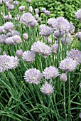 ALLIUM SCHOENOPRASUM CHIVES