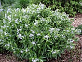 AMSONIA TABERNAEMONTANA