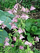 AQUILEGIA VULGARIS WOODSIDE VARIEGATA