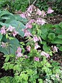 AQUILEGIA VULGARIS WOODSIDE VARIEGATA