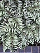 ATHYRIUM NIPPONICUM PICTUM URSULAS RED