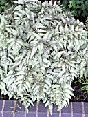 ATHYRIUM NIPPONCUM PICTUM WILDWOOD TWIST