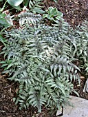 ATHYRIUM NIPPONICUM PICTUM