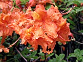 AZALEA GINGER