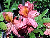 AZALEA GIRARDS MT. ST. HELEN