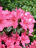 AZALEA GIRARDS ROSE